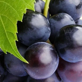 HiLIQ リキッド Grape グレープ